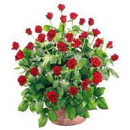 Квіткова кошик - Пропозиція