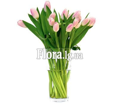 Тюльпани рожевого кольору